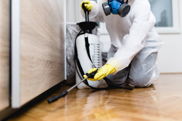 Best Wasp Removal Services  in Cedarville, OH