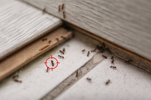 Spider Control Near Me in Cedarville, OH